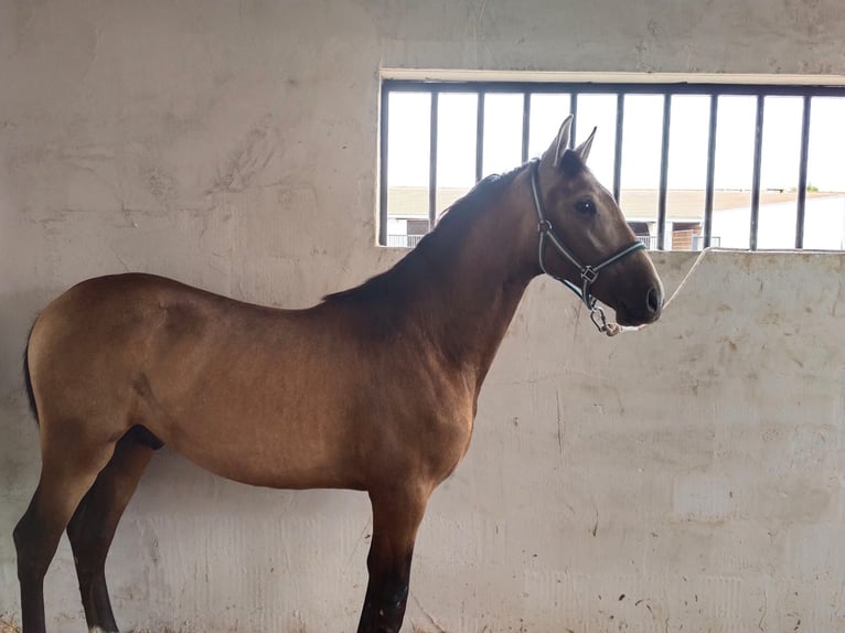 PRE Mix Castrone 2 Anni Falbo in San Mateo De Gallego