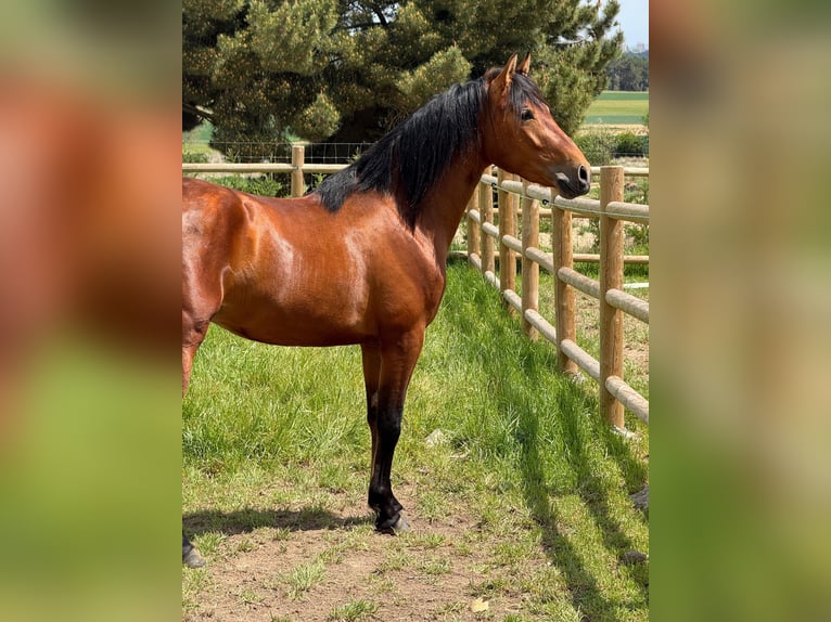 PRE Mix Castrone 3 Anni 148 cm Baio in Soria