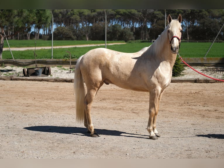 PRE Mix Castrone 3 Anni 149 cm Palomino in Hamburg