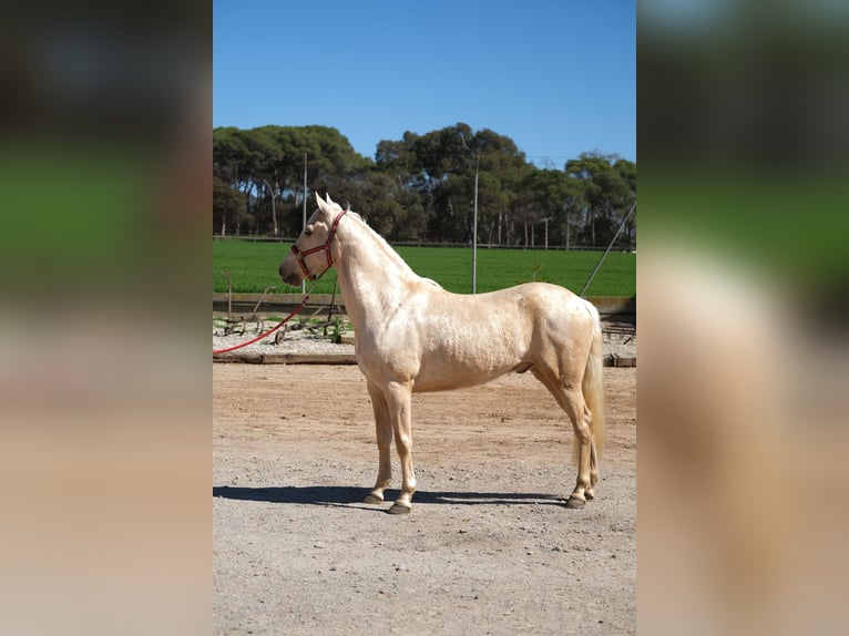 PRE Mix Castrone 3 Anni 149 cm Palomino in Hamburg