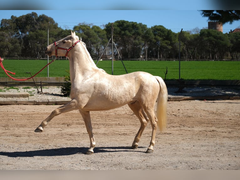 PRE Mix Castrone 3 Anni 149 cm Palomino in Hamburg
