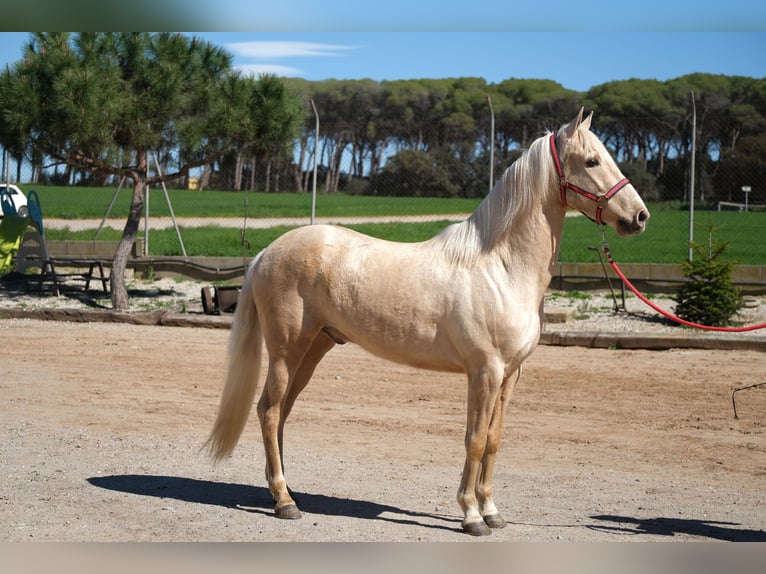 PRE Mix Castrone 3 Anni 149 cm Palomino in Hamburg