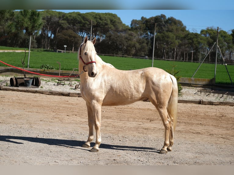 PRE Mix Castrone 3 Anni 149 cm Palomino in Hamburg