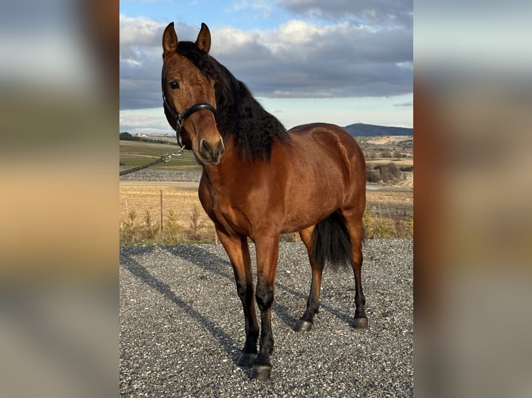 PRE Mix Castrone 3 Anni 150 cm Baio in Soria