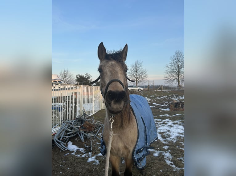 PRE Mix Castrone 3 Anni 150 cm Pelle di daino in Garz