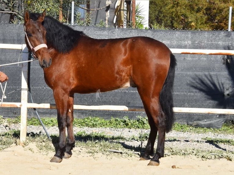 PRE Castrone 3 Anni 152 cm Baio in Provinz Malaga