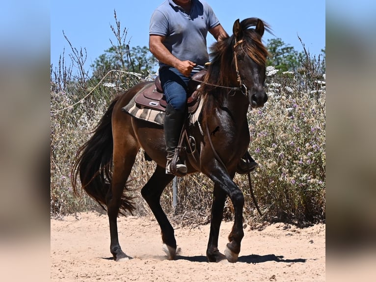 PRE Mix Castrone 3 Anni 152 cm Morello in Mallorca