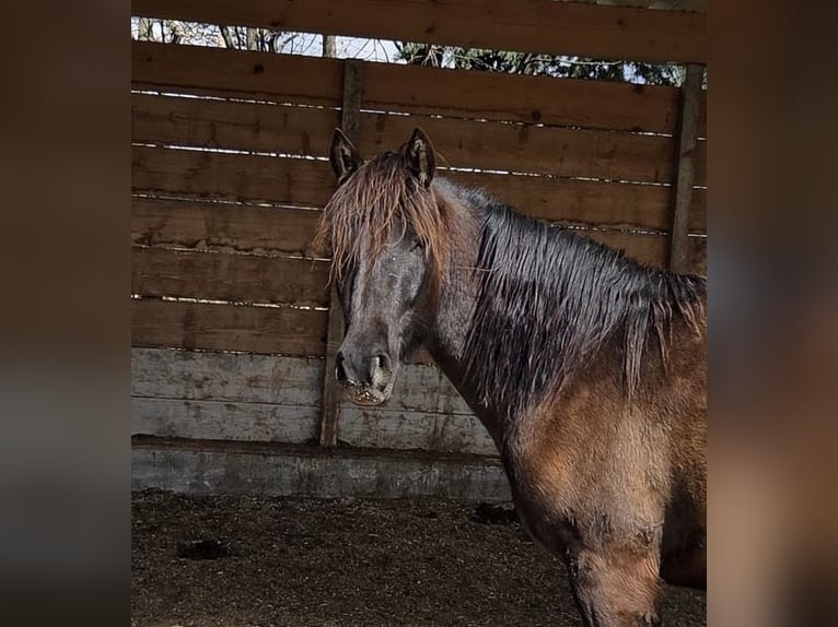 PRE Castrone 3 Anni 153 cm Morello in Inzlingen