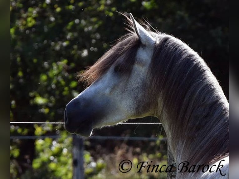 PRE Castrone 3 Anni 155 cm Grigio in Wiebelsheim