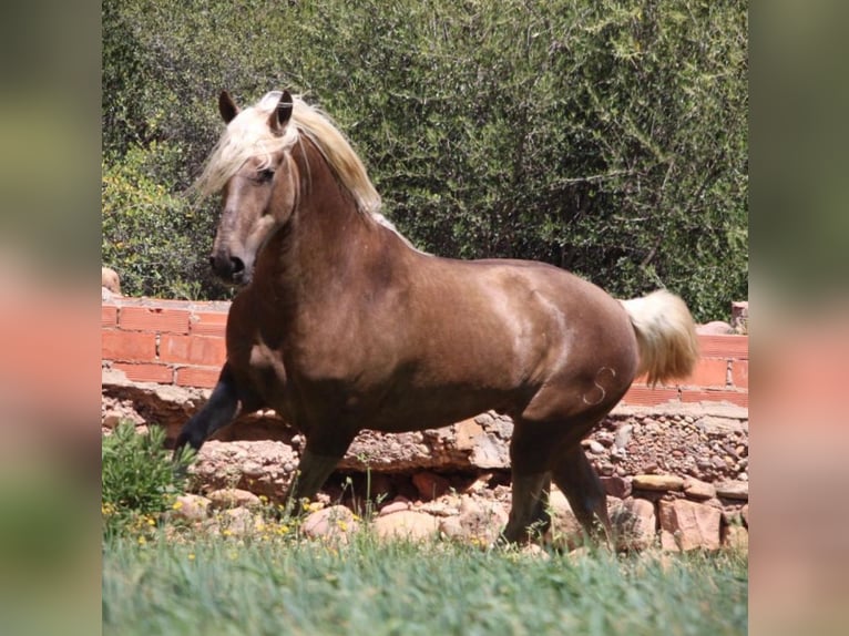 PRE Castrone 3 Anni 155 cm Palomino in Schwarme