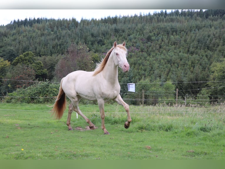 PRE Castrone 3 Anni 155 cm Perlino in Waimes