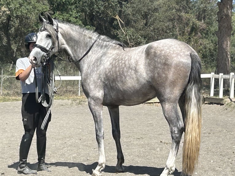 PRE Castrone 3 Anni 156 cm Grigio in Barcelona