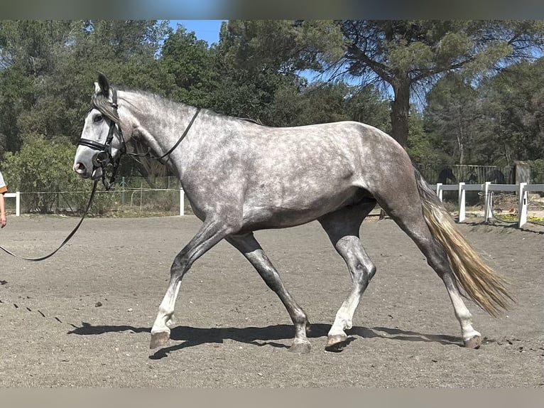 PRE Castrone 3 Anni 156 cm Grigio in Barcelona