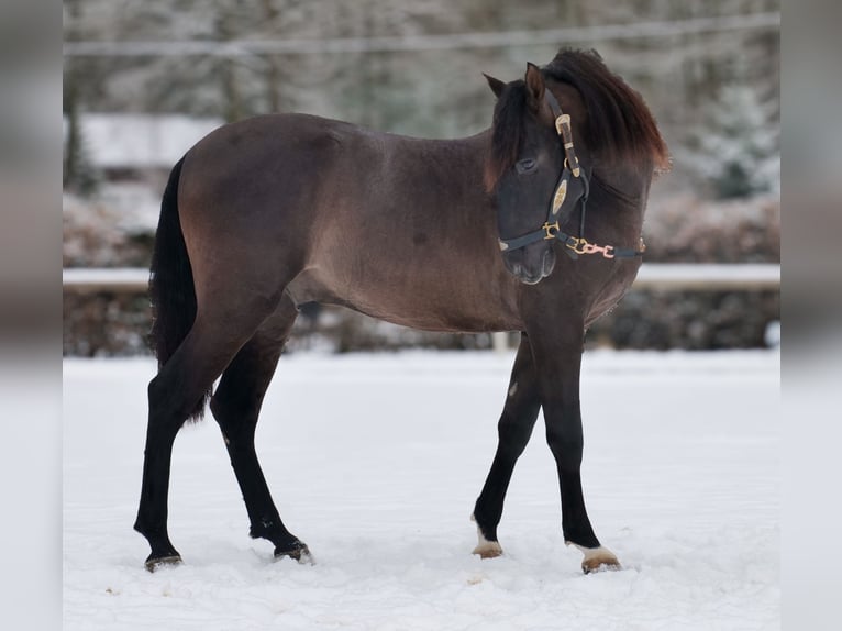 PRE Mix Castrone 3 Anni 156 cm Sauro scuro in Neustadt (Wied)