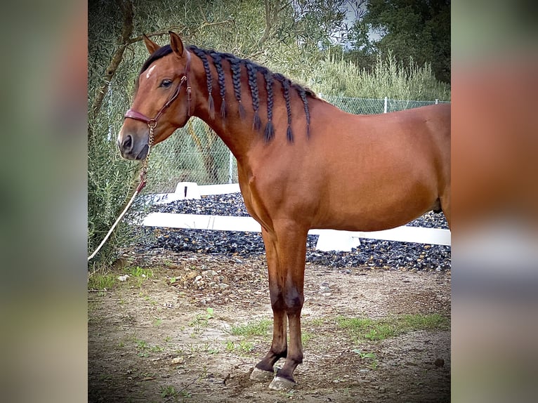 PRE Castrone 3 Anni 158 cm Baio ciliegia in Malaga