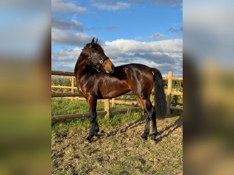 PRE Castrone 3 Anni 158 cm Baio scuro in Soria