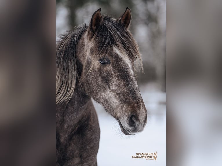 PRE Mix Castrone 3 Anni 158 cm Grigio in Stipsdorf