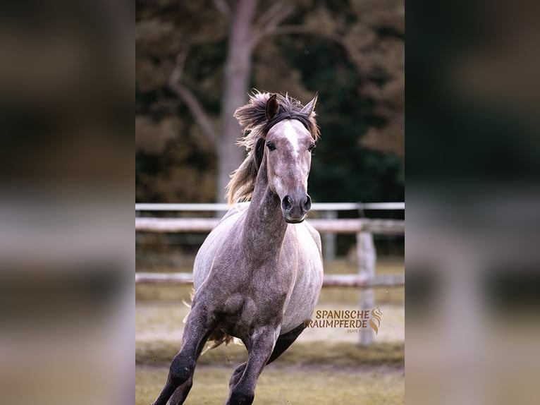 PRE Mix Castrone 3 Anni 158 cm Grigio in Stipsdorf