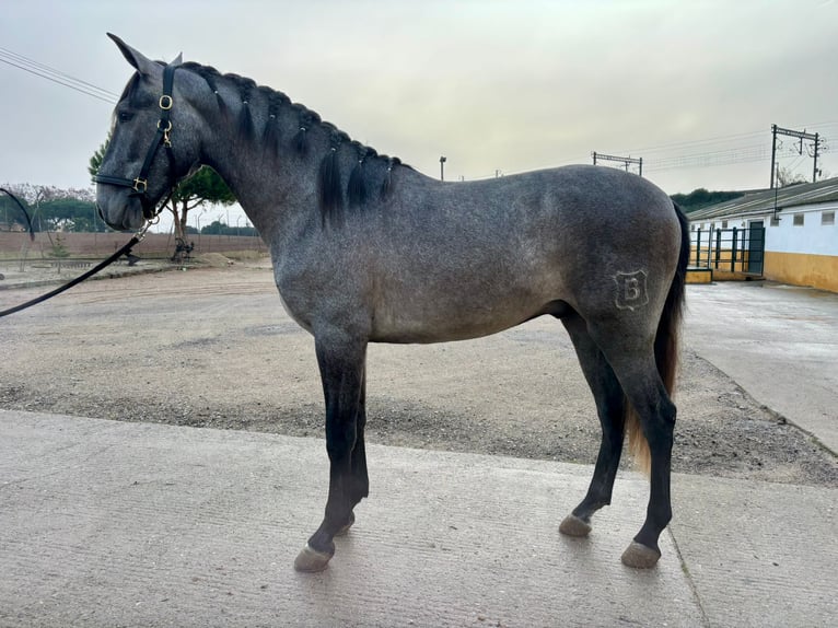 PRE Mix Castrone 3 Anni 158 cm Grigio pezzato in Hamburg