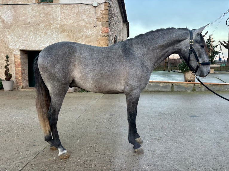 PRE Mix Castrone 3 Anni 158 cm Grigio pezzato in Hamburg