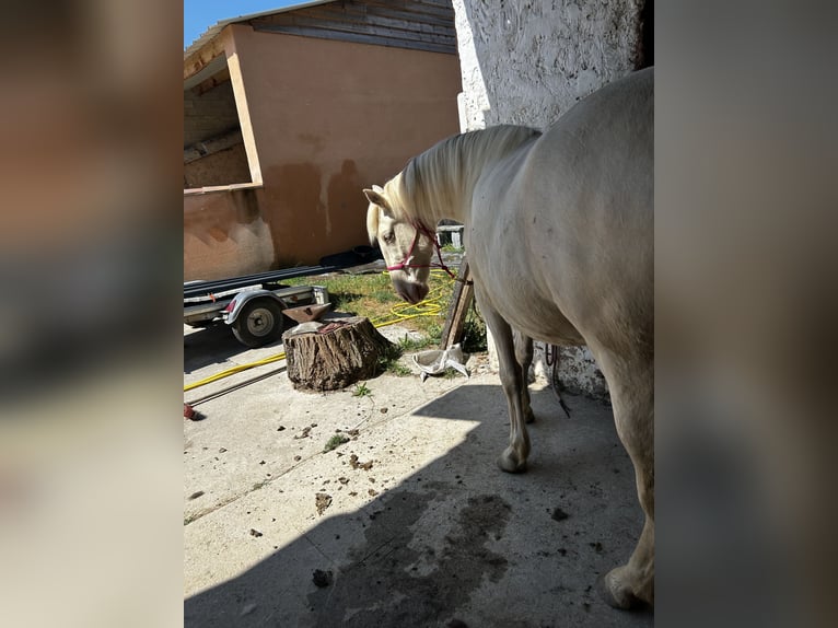 PRE Mix Castrone 3 Anni 158 cm Perlino in Carcès