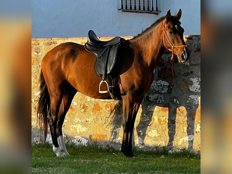 PRE Mix Castrone 3 Anni 160 cm Baio in Tarifa