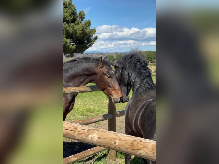 PRE Castrone 3 Anni 160 cm Baio scuro in Soria