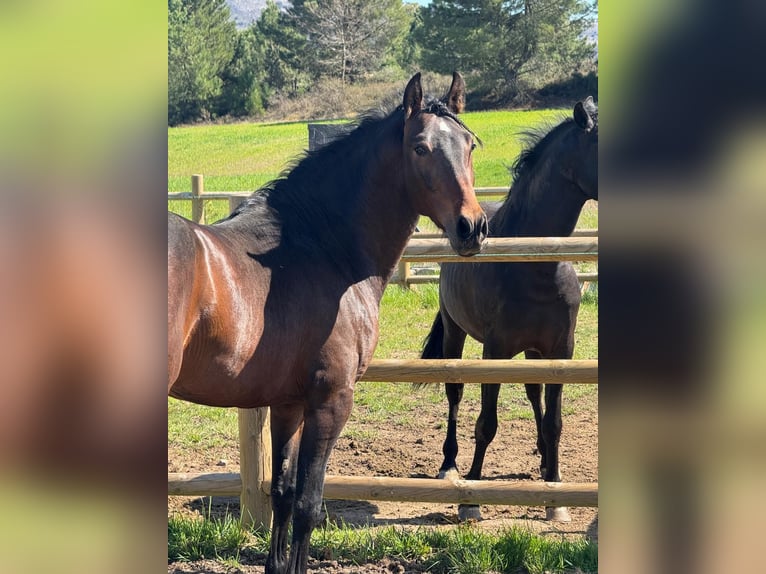 PRE Castrone 3 Anni 160 cm Baio scuro in Soria