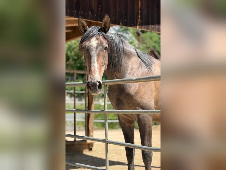 PRE Castrone 3 Anni 160 cm Falbo baio in Gefrees