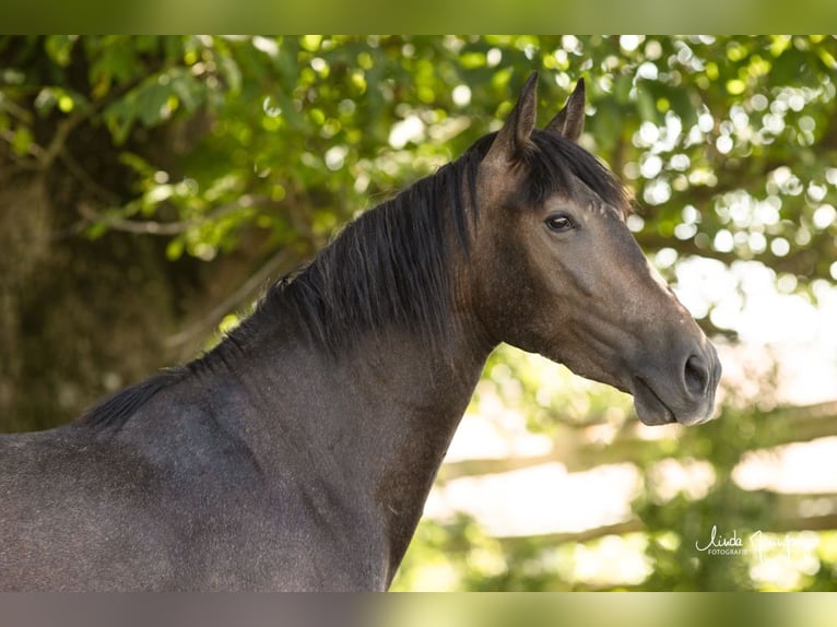 PRE Mix Castrone 3 Anni 160 cm Falbo baio in Feuchtwangen
