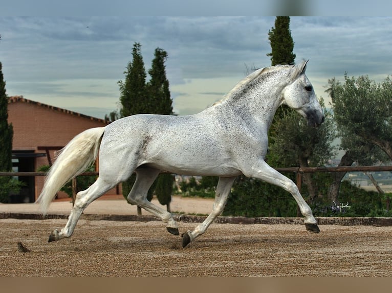 PRE Castrone 3 Anni 160 cm Grigio in Alveringem