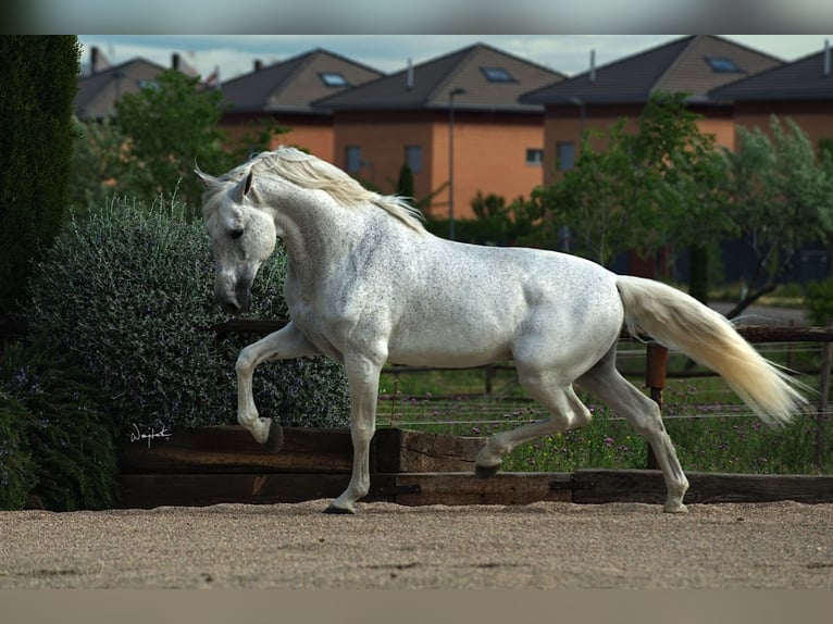 PRE Castrone 3 Anni 160 cm Grigio in Alveringem