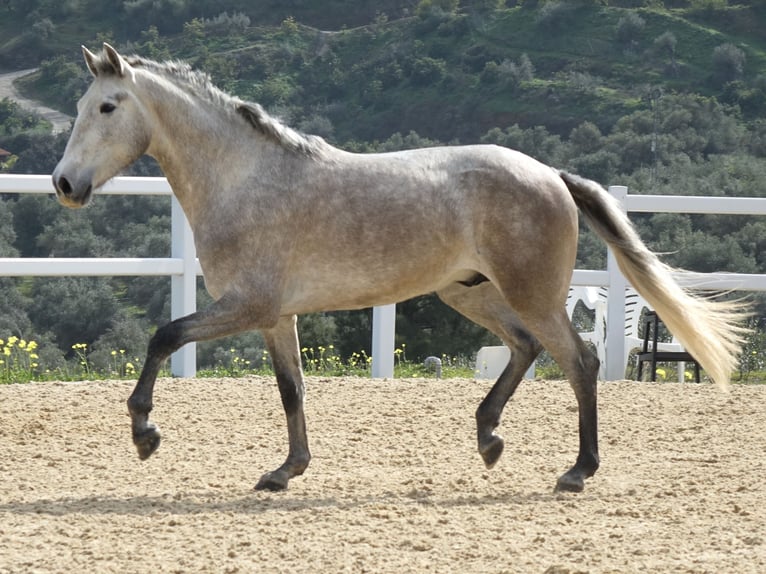 PRE Castrone 3 Anni 160 cm Grigio in Coín, Málaga