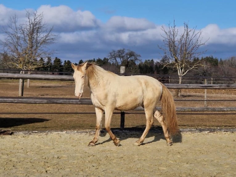 PRE Castrone 3 Anni 160 cm Perlino in Balingen