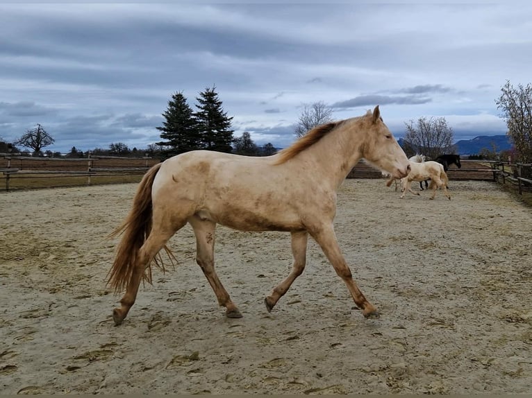 PRE Castrone 3 Anni 160 cm Perlino in Balingen