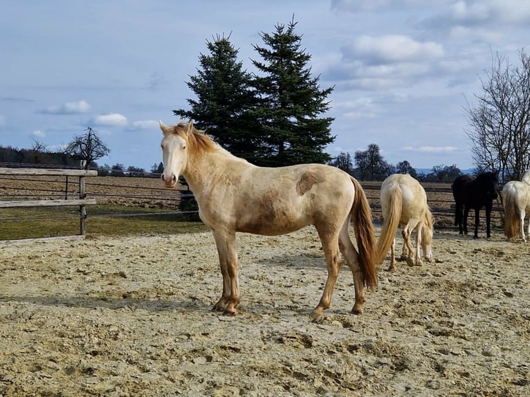 PRE Castrone 3 Anni 160 cm Perlino in Balingen