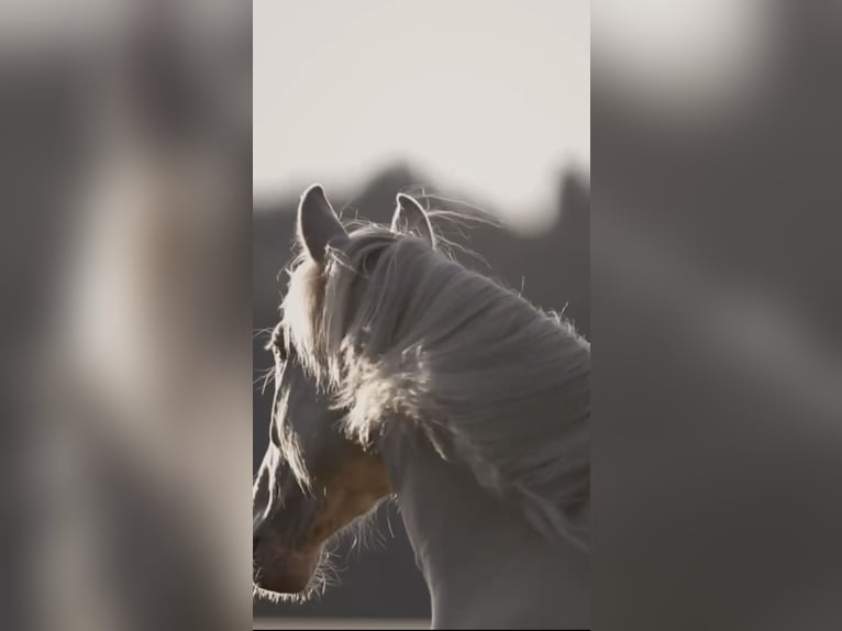 PRE Mix Castrone 3 Anni 161 cm Cremello in Schwarzenberg