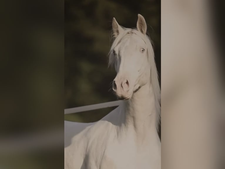 PRE Mix Castrone 3 Anni 161 cm Cremello in Schwarzenberg