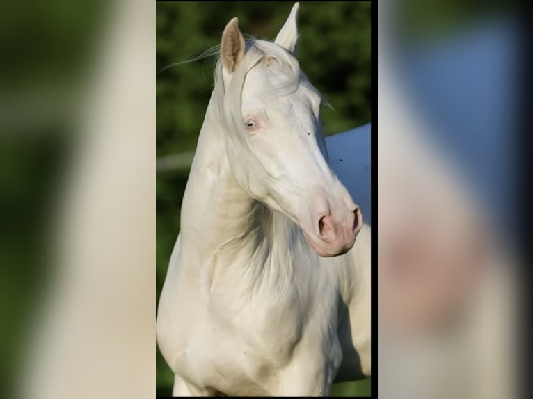 PRE Mix Castrone 3 Anni 161 cm Cremello in Schwarzenberg
