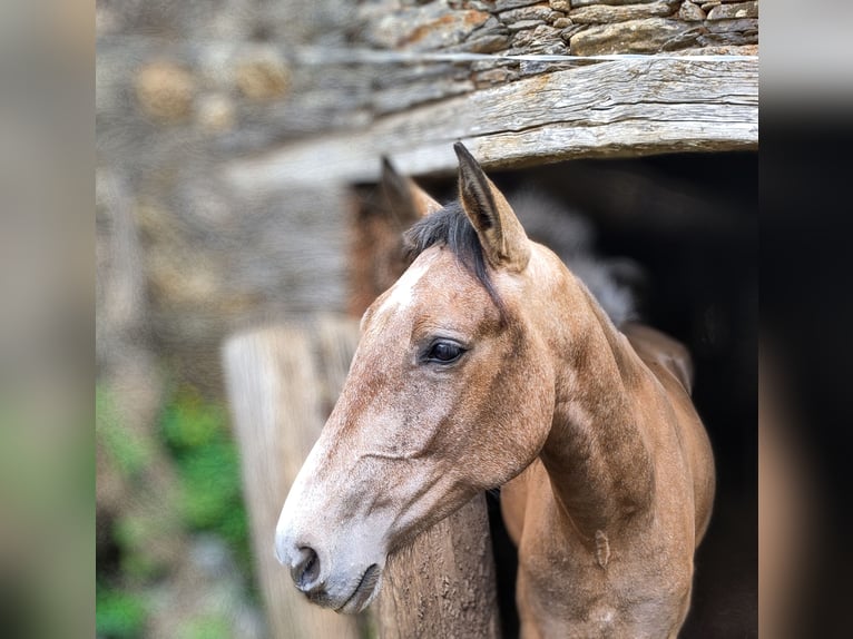 PRE Mix Castrone 3 Anni 161 cm Grigio rossastro in Boveda