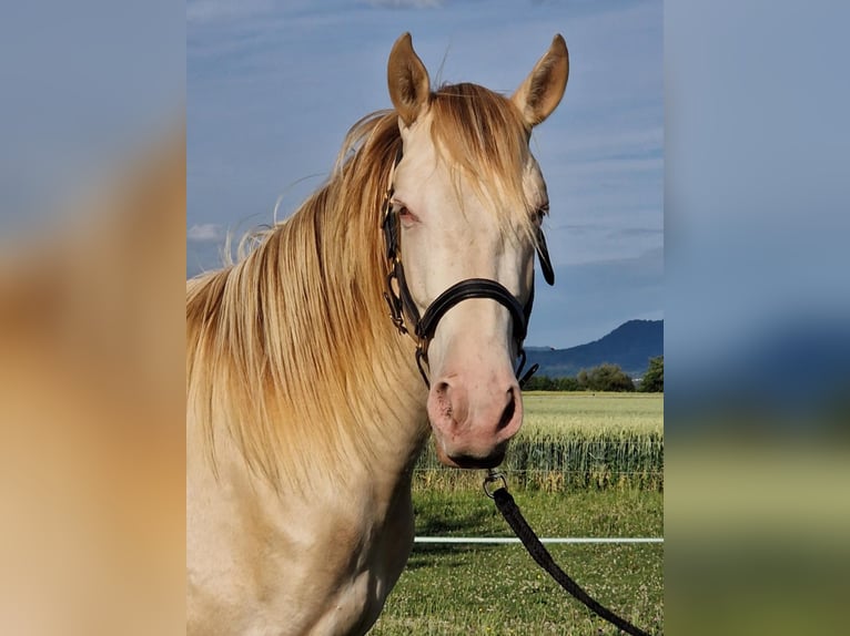 PRE Mix Castrone 3 Anni 161 cm Perlino in Balingen