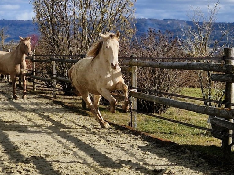 PRE Mix Castrone 3 Anni 161 cm Perlino in Balingen