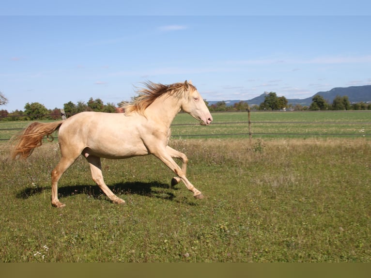 PRE Mix Castrone 3 Anni 161 cm Perlino in Balingen