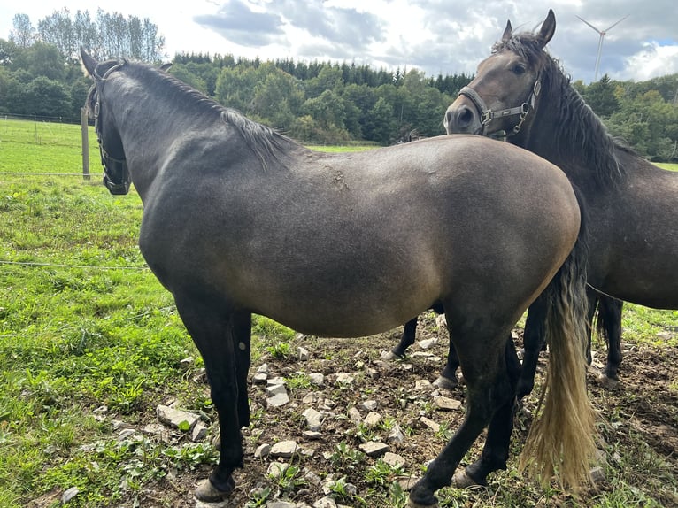 PRE Castrone 3 Anni 162 cm Grigio ferro in Steinebach