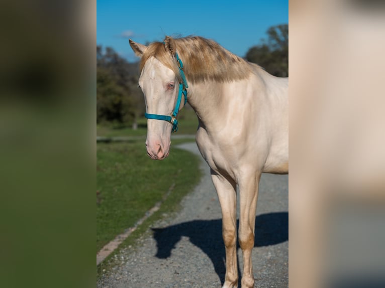 PRE Mix Castrone 3 Anni 163 cm Cremello in Grass Valley