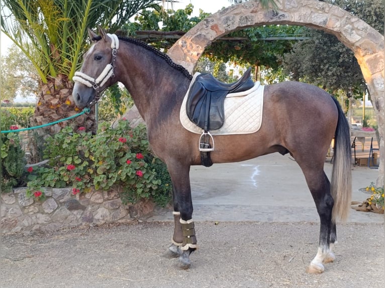 PRE Mix Castrone 3 Anni 163 cm Grigio in Medellin