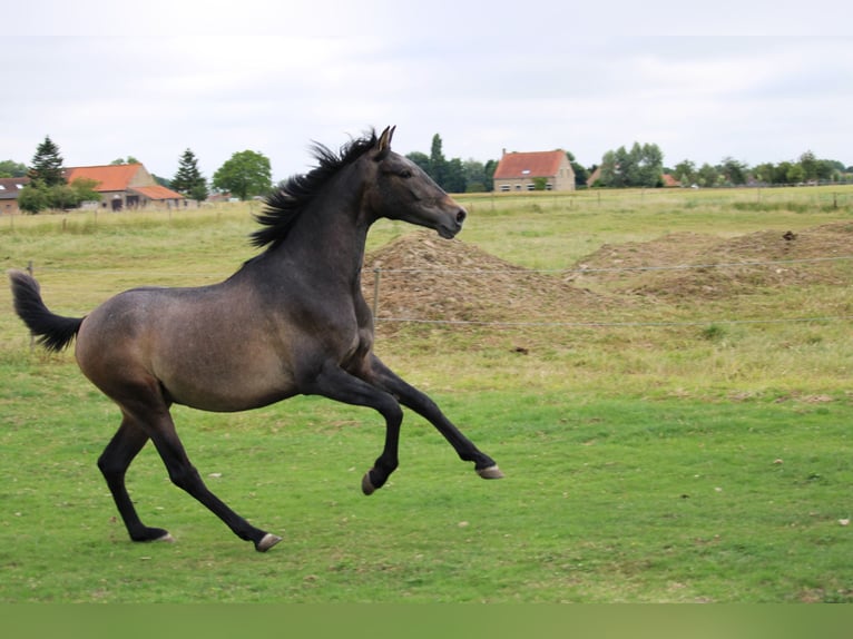 PRE Castrone 3 Anni 163 cm Grigio in Alveringem