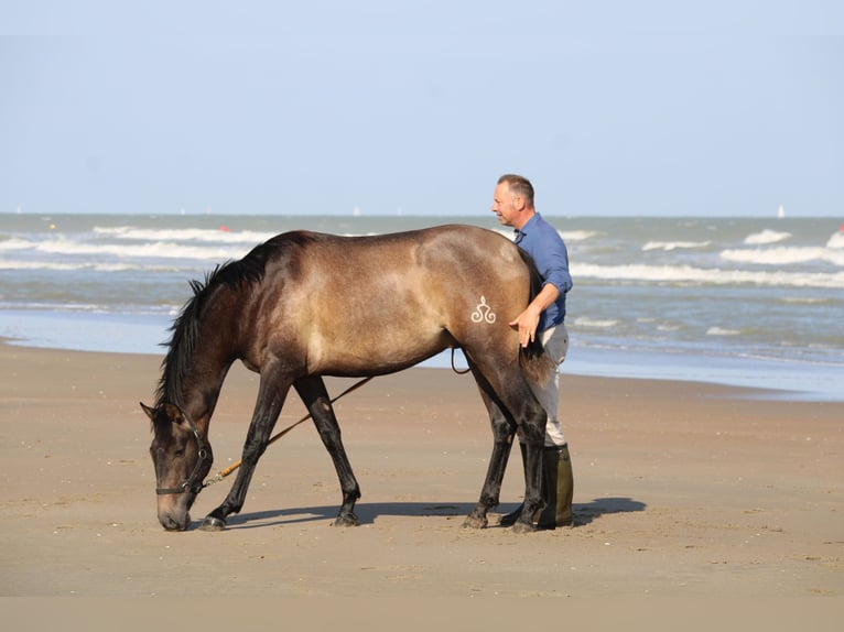 PRE Castrone 3 Anni 163 cm Grigio in Alveringem