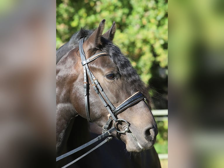 PRE Mix Castrone 3 Anni 163 cm Morello in Hassendorf PRE Mix Castrone 3 Anni 163 cm Morello in Hassendorf