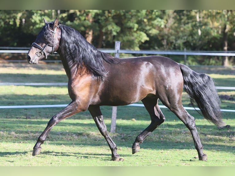 PRE Mix Castrone 3 Anni 163 cm Morello in Hassendorf PRE Mix Castrone 3 Anni 163 cm Morello in Hassendorf